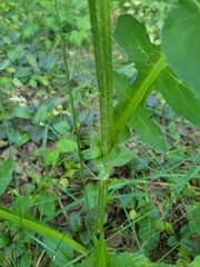 Cirsium oleraceum