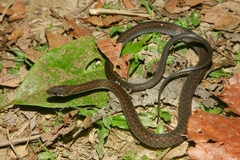 Hebius khasiensis