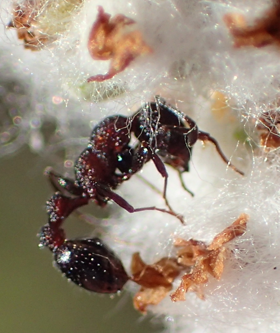 Nesomyrmex saasveldensis