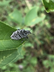 Ithycerus noveboracensis