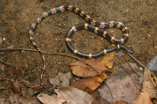 Photo of a Banded Wolf Snake (Lycodon fasciatus)