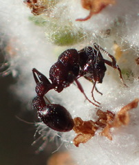 Nesomyrmex