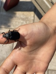 Osmoderma scabra