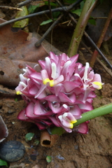 Curcuma ecomata