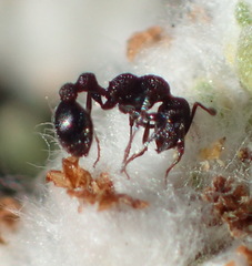 Nesomyrmex