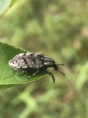Ithycerus noveboracensis