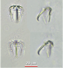 Pleurotrocha petromyzon