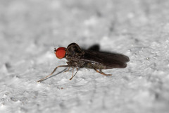 Hybotinae