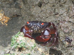 Eriphia ferox