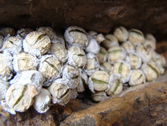 Conophytum ficiforme