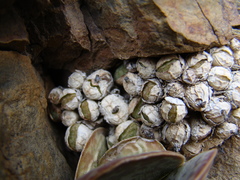 Conophytum ficiforme