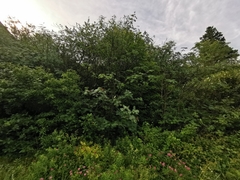 Sorbus americana