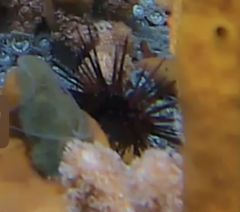 Echinometra lucunter