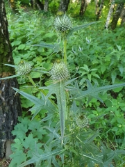 Cirsium vulgare
