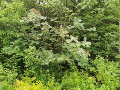 Sorbus americana