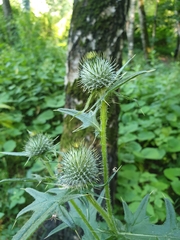 Cirsium vulgare