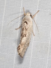 Tymbophora peltastis