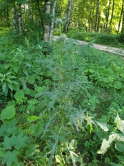 Cirsium vulgare