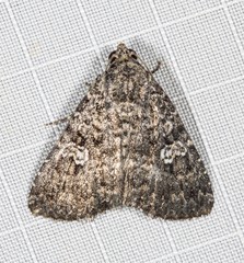 Condica aroana