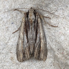 Apamea verbascoides