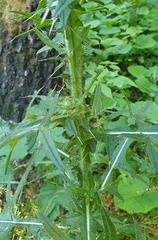 Cirsium vulgare