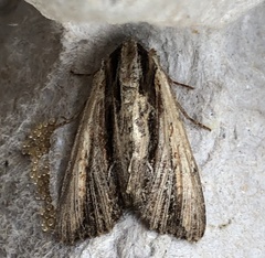 Apamea verbascoides
