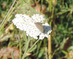 Satyrium acaciae
