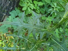 Cirsium vulgare