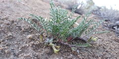 Astragalus lentiginosus semotus