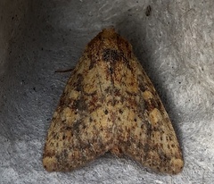 Perigea xanthioides
