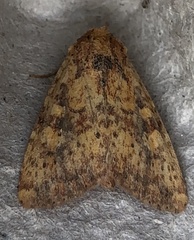 Perigea xanthioides