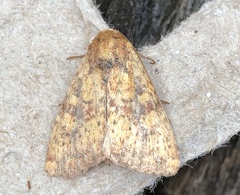 Perigea xanthioides