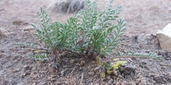 Astragalus lentiginosus semotus