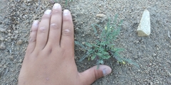 Astragalus lentiginosus semotus