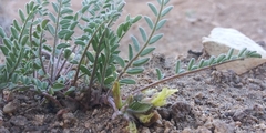 Astragalus lentiginosus semotus