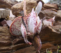 Adromischus maculatus
