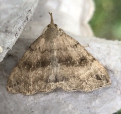 Phalaenostola eumelusalis