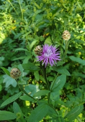 Centaurea jacea
