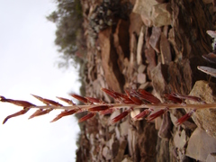 Adromischus maculatus