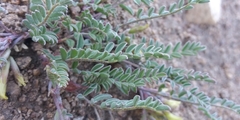 Astragalus lentiginosus semotus