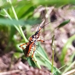 Rhynocoris punctiventris