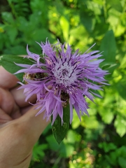 Centaurea jacea