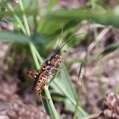 Rhynocoris punctiventris