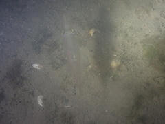 Alloteuthis subulata