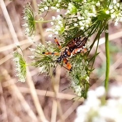 Rhynocoris punctiventris