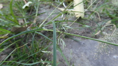 Eragrostis cumingii