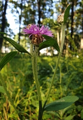 Centaurea jacea