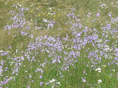 Campanula rapunculus