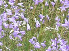 Campanula rapunculus