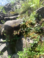 Thalictrum alpinum
